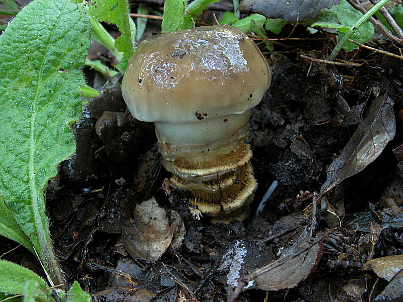 Cortinarius trivialis (Myxacium)